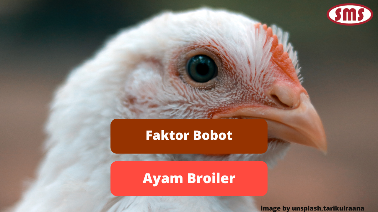 Berikut Ini Faktor Yang Mempengaruhi Bobot Karkas Pada Ayam Broiler
